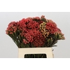 Kaaps Groen Red Brunia XL