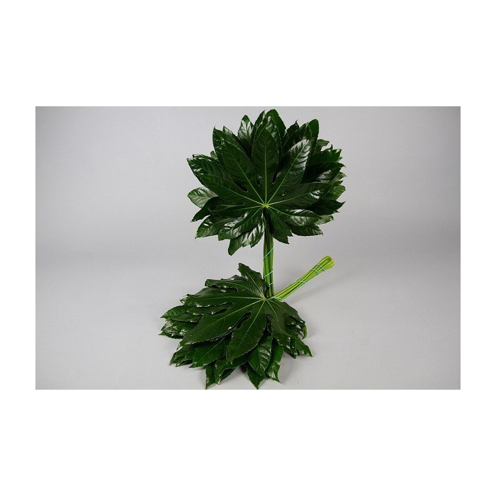 <h4>ARALIA 60 CM IT</h4>