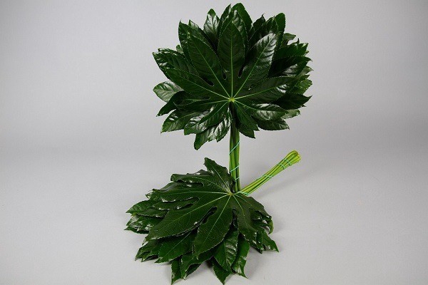 ARALIA 60 CM IT