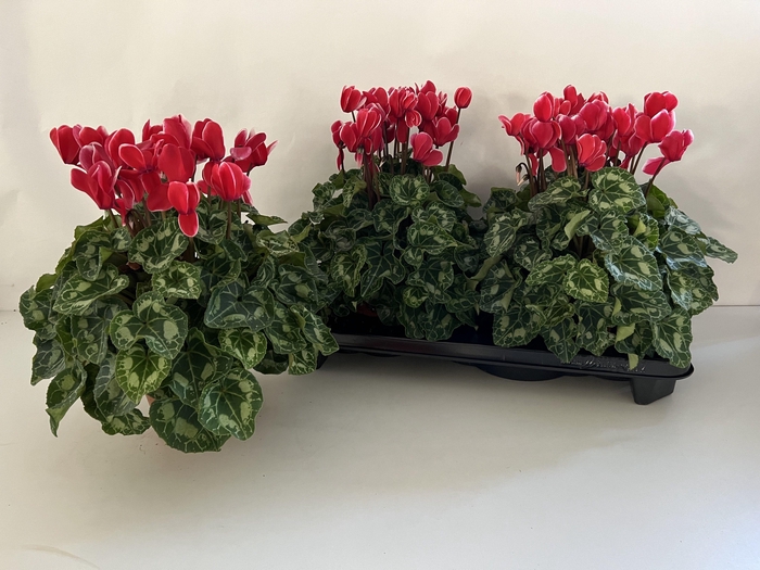 <h4>CYCL GR SUP XL</h4>