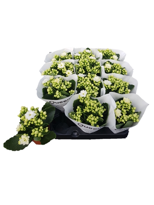 <h4>Kalanchoe Rose Flowers Sia</h4>