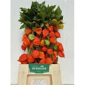 PHYSALIS LAMPION TAK 50 CM