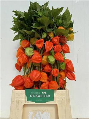 <h4>PHYSALIS LAMPION TAK 50 CM</h4>