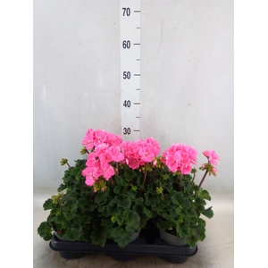 Pelargonium zona.   ...F1
