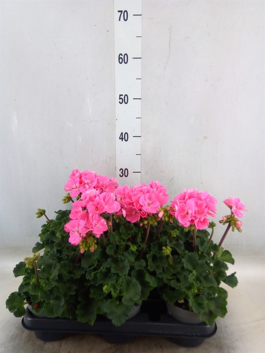 <h4>Pelargonium zona.   ...F1</h4>