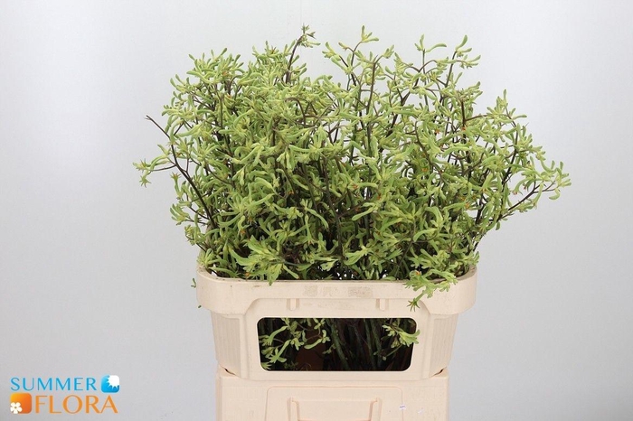 <h4>ANIGOZ ISON</h4>