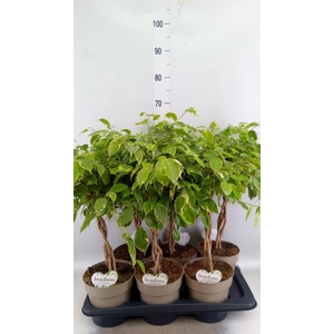 Ficus benja. 'Golden King'