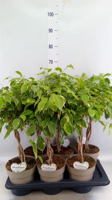 <h4>Ficus benja. 'Golden King'</h4>
