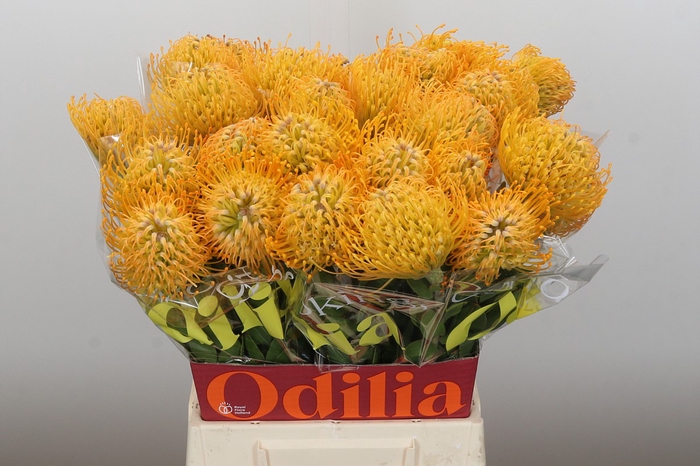 <h4>Nutans Jelena</h4>