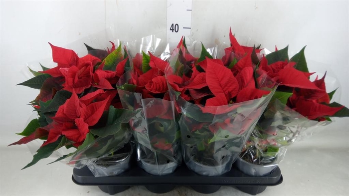 <h4>Euphorbia   ...</h4>