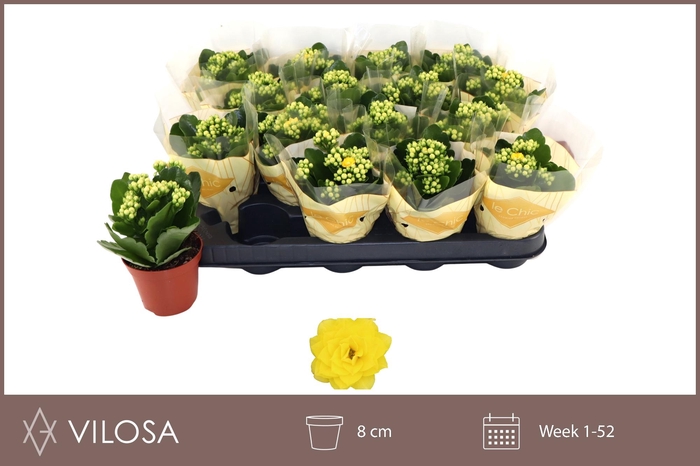 <h4>KAL GE NOLIN YELLOW</h4>