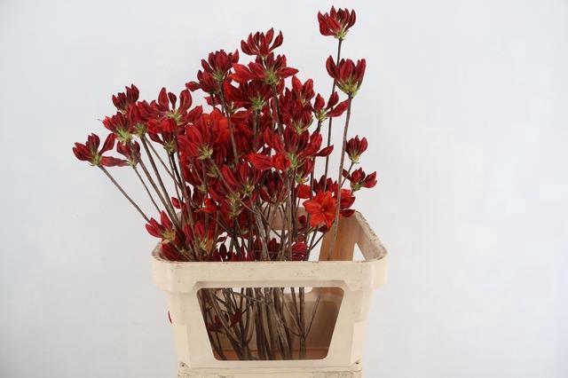 <h4>RHODO. NEW RED 080CM</h4>