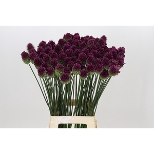 Allium Sphaerocephalon