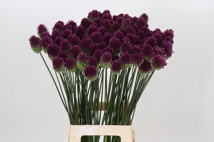 <h4>Allium Sphaerocephalon</h4>