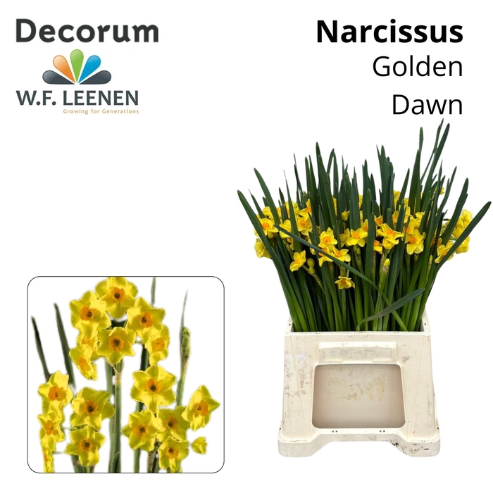 <h4>Narc Ta Golden Dawn 566</h4>