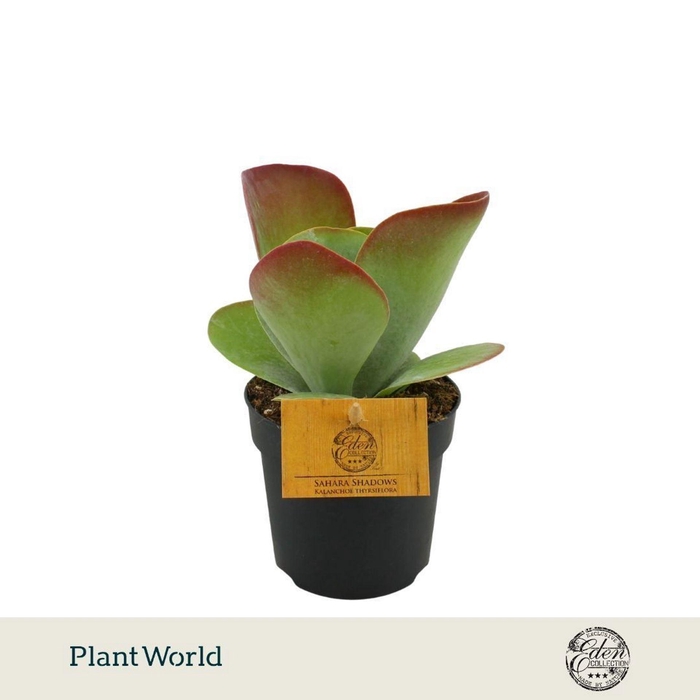 <h4>Kalanchoe thyrsiflora</h4>