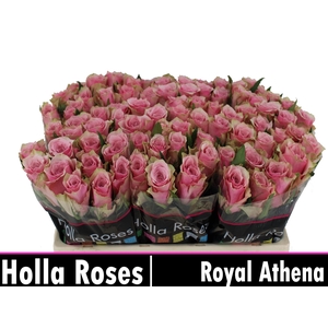 R GR ATHENA ROYALE