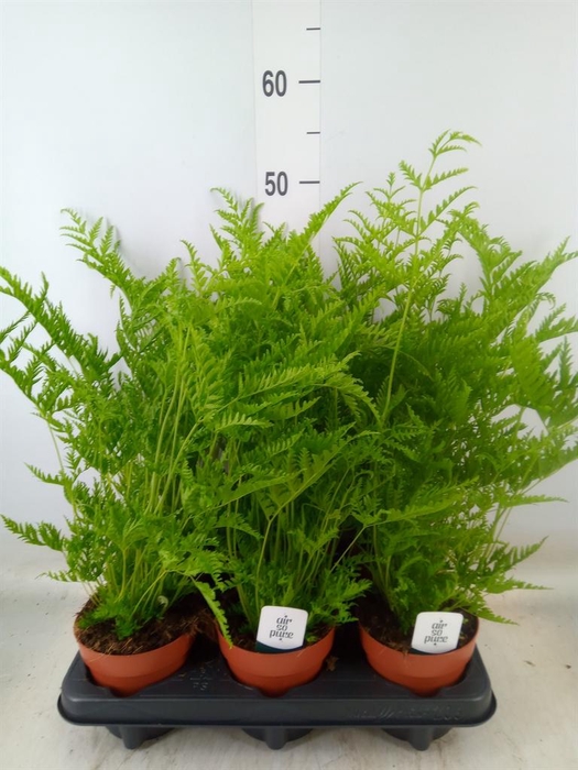 <h4>Pteris straminea</h4>