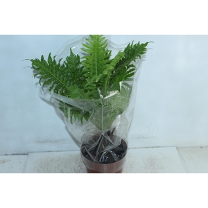BLECHNUM GIBBUM SILVER LADY P17