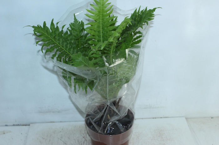 <h4>BLECHNUM GIBBUM SILVER LADY P17</h4>