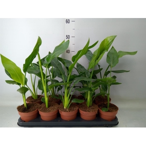 Strelitzia reg.   ...no flowers