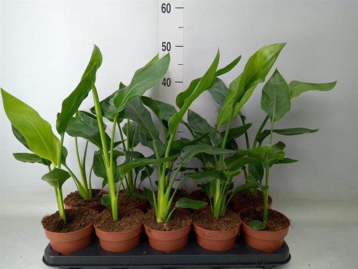 <h4>Strelitzia reg. ...no flowers</h4>