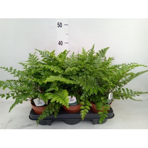 Asplenium  'Parvati'