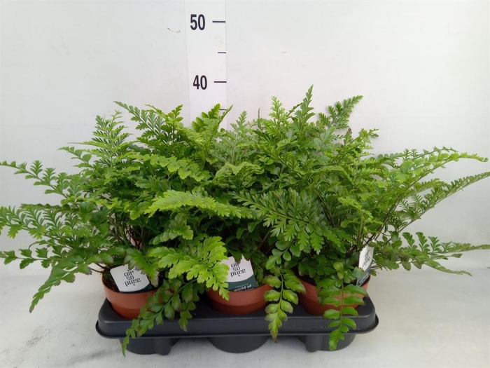 <h4>Asplenium  'Parvati'</h4>