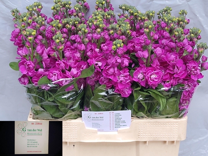 <h4>MATTH FEDORA</h4>