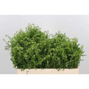 Lepidium Vir. Gwelo Green