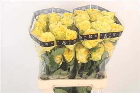 <h4>R Gr Ec Skywalker</h4>