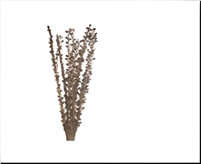 DF Moti Stck Bs/10 60cm Natura