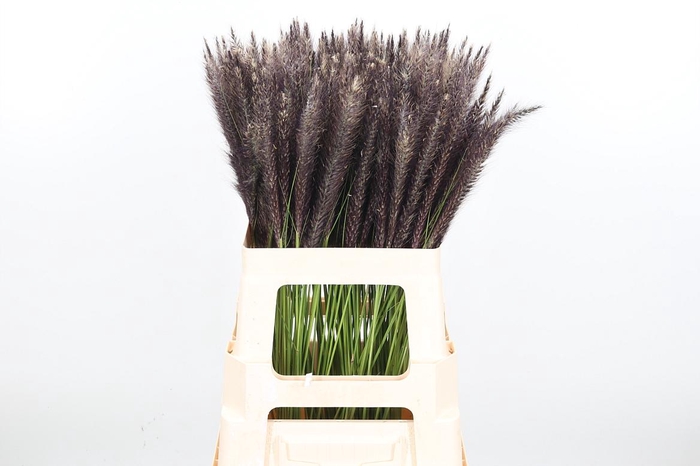 <h4>Penni Setaceum</h4>