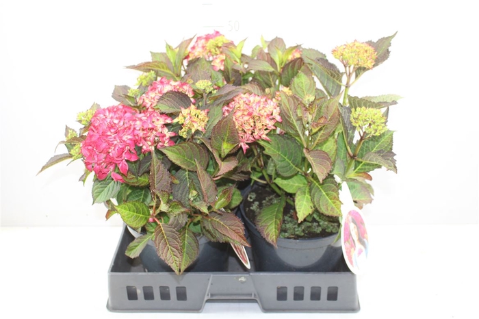 <h4>Hydrangea Macr Dutch L Selma 6+</h4>