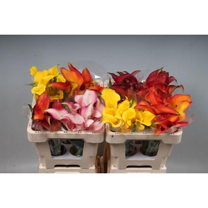 Zantedeschia mix in bucket