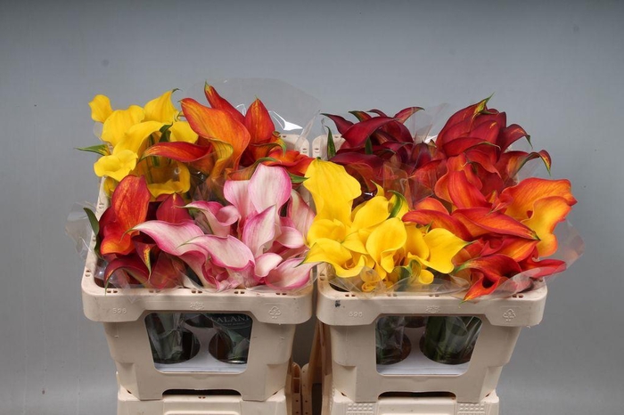 <h4>Zantedeschia mix in bucket</h4>