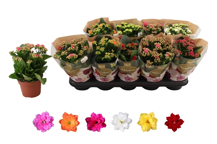 <h4>KAL GE RO GEM 6 KL</h4>