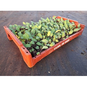 de Gier Groenteplanten 112 Kool Koolrabi  Paars - 140 planten