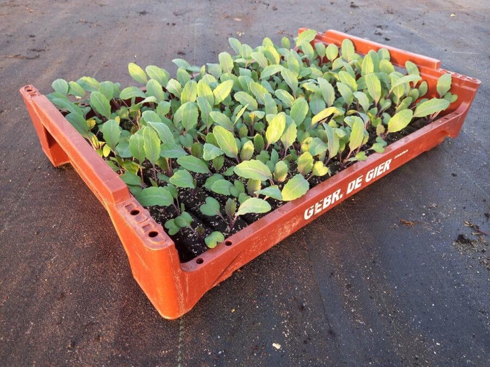 <h4>de Gier Groenteplanten 112 Kool Koolrabi Paars - 140 planten</h4>