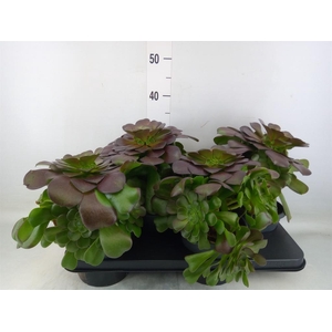 Aeonium arboreum 'Velours'