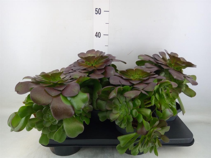 <h4>Aeonium arboreum 'Velours'</h4>