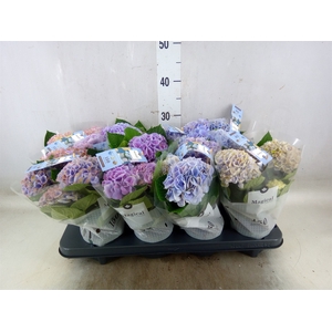 Hydrangea mac. 'Magical Revolution'
