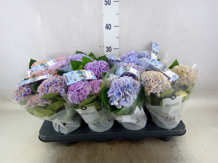 <h4>Hydrangea mac. 'Magical Revolution'</h4>