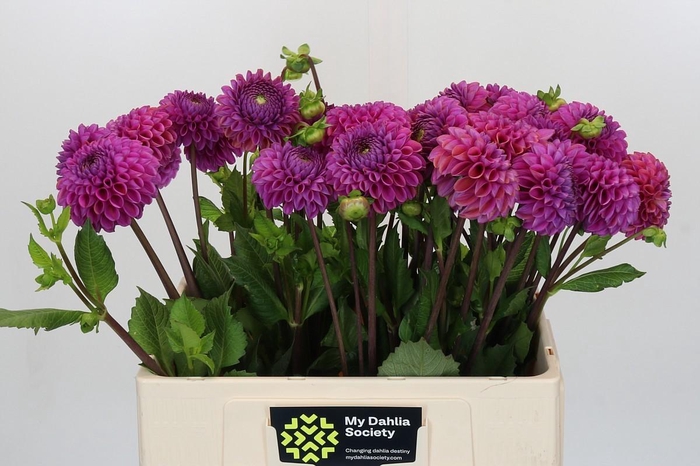 Dahlia Cornel Purple