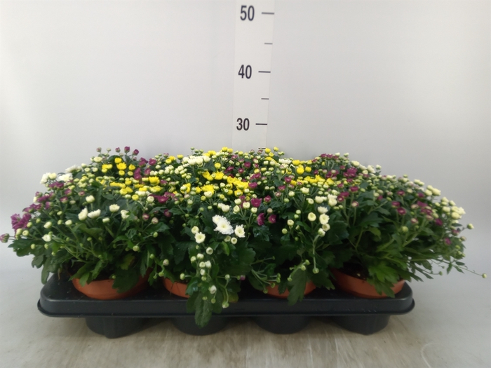 <h4>Chrysanthemum  'Rosanna Car'  ..mix</h4>