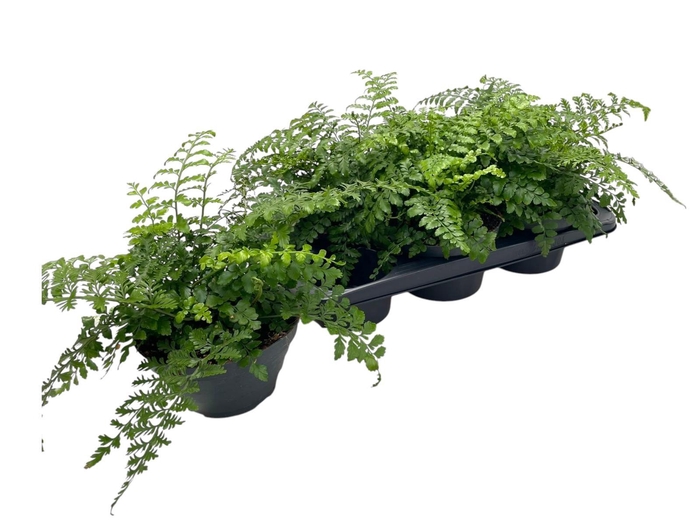 <h4>ASPLE PARVATI</h4>