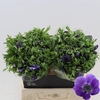 Anemone Galil Blauw