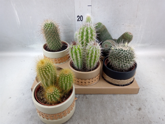 <h4>Cactus   ...</h4>