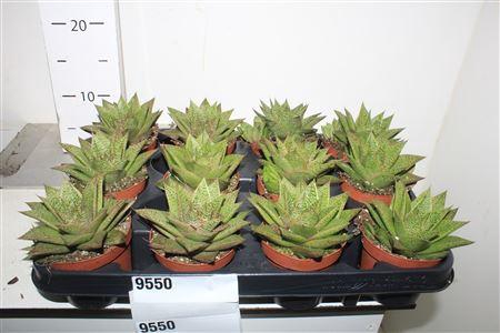 <h4>Gast D Tiga</h4>