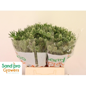 ERYN MAG WHIT LAGOON